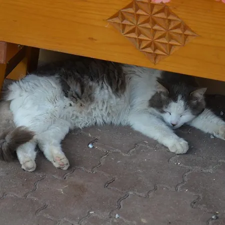 赛本霍夫农家乐 农家乐 巴德加斯坦