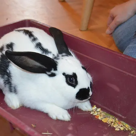 Farm stay Scheibenhof *