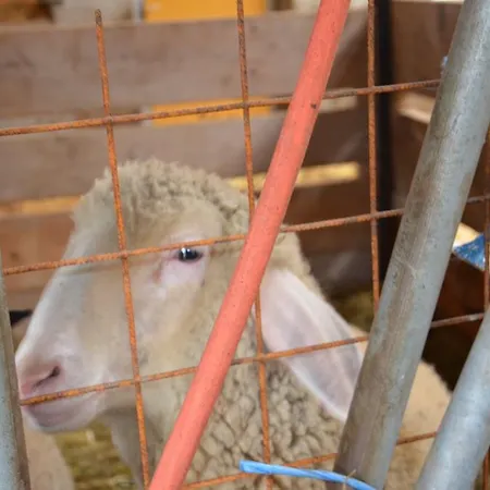 赛本霍夫农家乐 农家乐 *