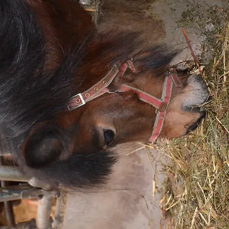 农家乐 赛本霍夫农家乐 巴德加斯坦