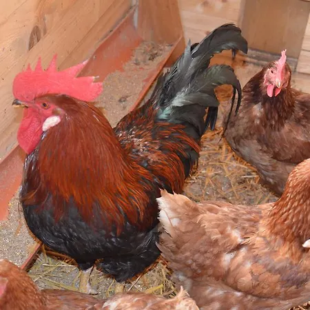 赛本霍夫农家乐 巴德加斯坦