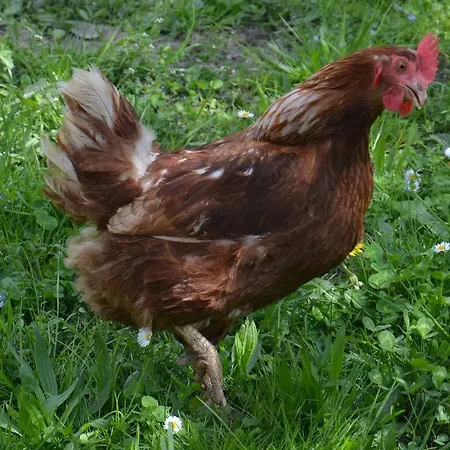 赛本霍夫农家乐