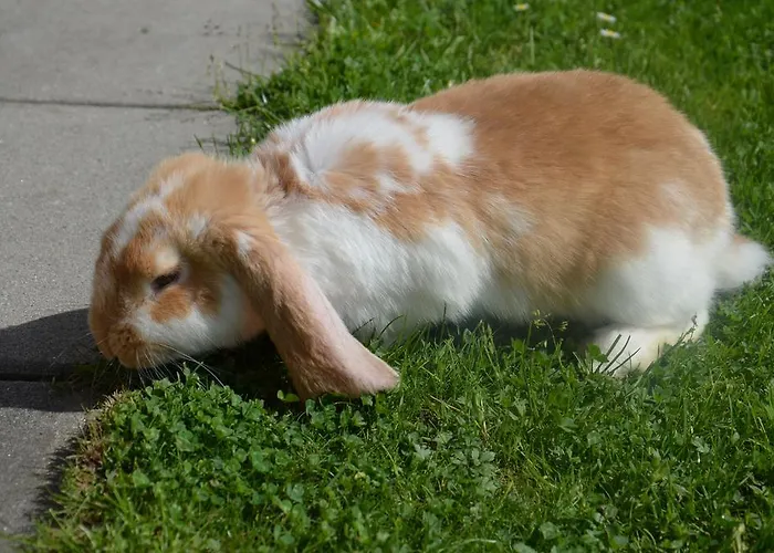 Scheibenhof Farmház