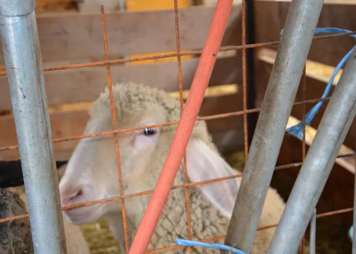 Scheibenhof Farmház *