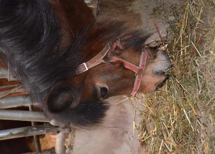 Farmház Scheibenhof Bad Gastein